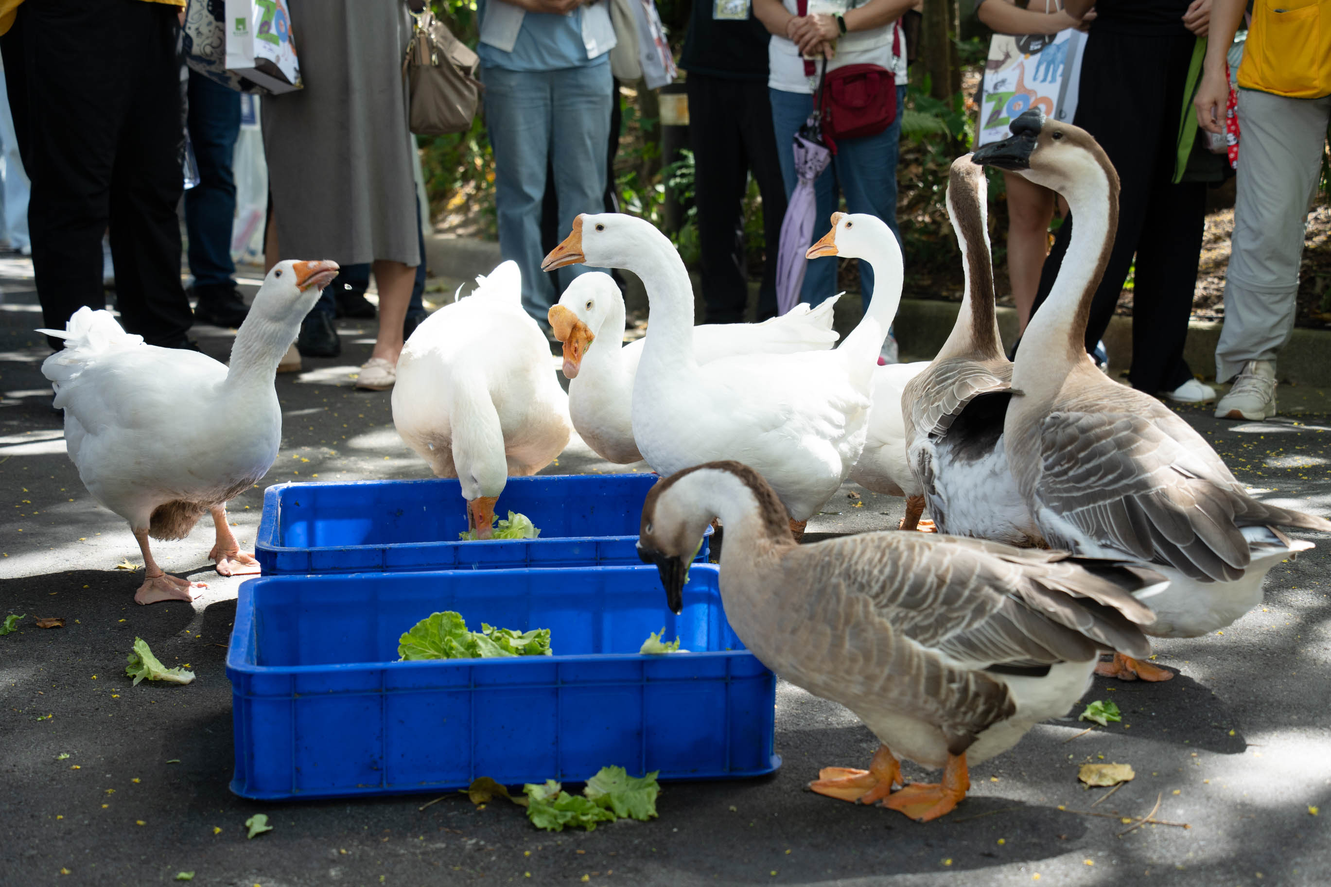 接軌國際！北市動物園第三屆展演動物福利研討會　探討動物互動界線 | 索引新聞 INDEX News