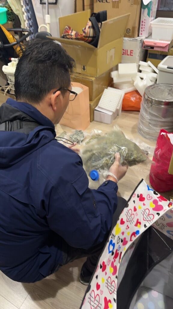 「緝毒犬神鼻出擊」新北警雷霆斬亂「麻」行動現場曝光