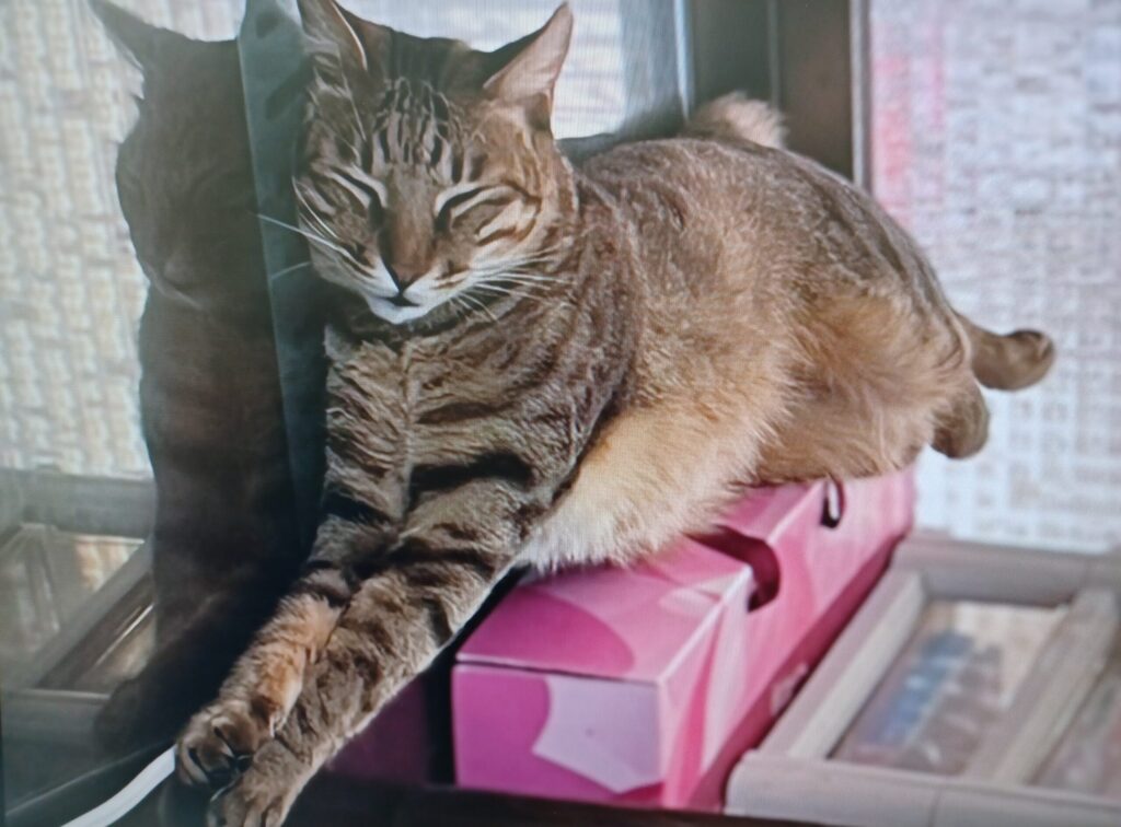 新北動保處舉辦寵物照護課程 10月至12月課程搶先看 新北動保處舉辦寵物照護課程 10月至12月課程搶先看