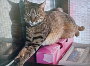 新北動保處舉辦寵物照護課程　10月至12月課程搶先看