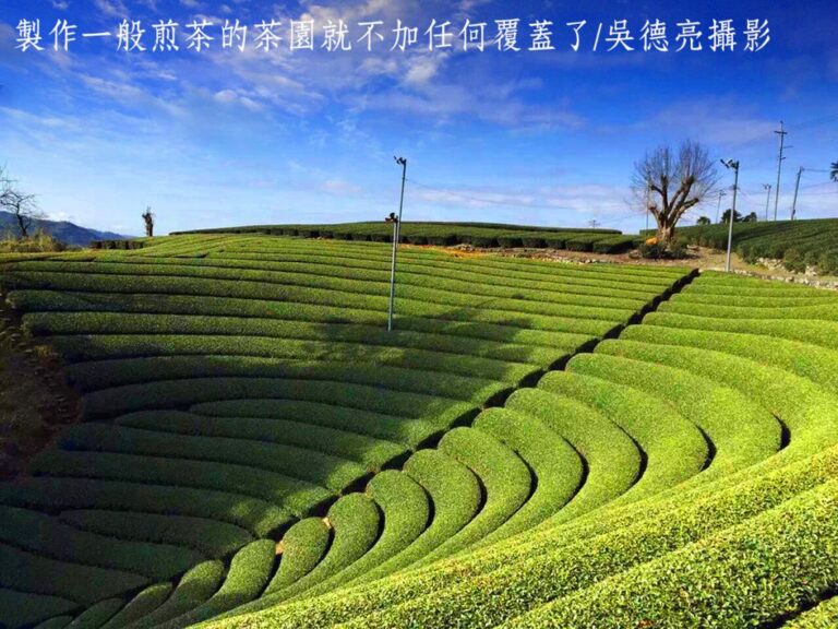 幕府大將軍御用茶500年傳承 日本京都宇治茶上林三入傳奇