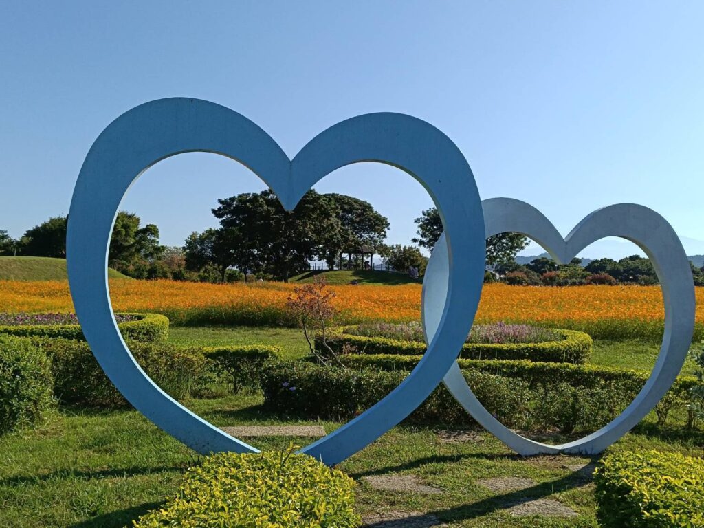 秋意漸濃！后里環保公園落羽松、黃波斯交織如畫　網友驚呼「全爆開了」！