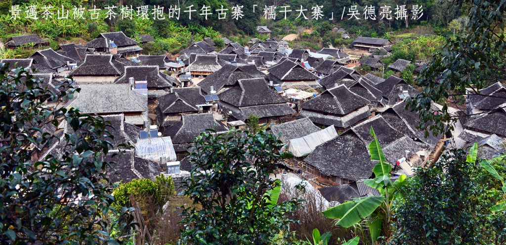 全球首度以「茶」為主題的世界文化遺產 景邁千年古茶園 全球首度以「茶」為主題的世界文化遺產 景邁千年古茶園