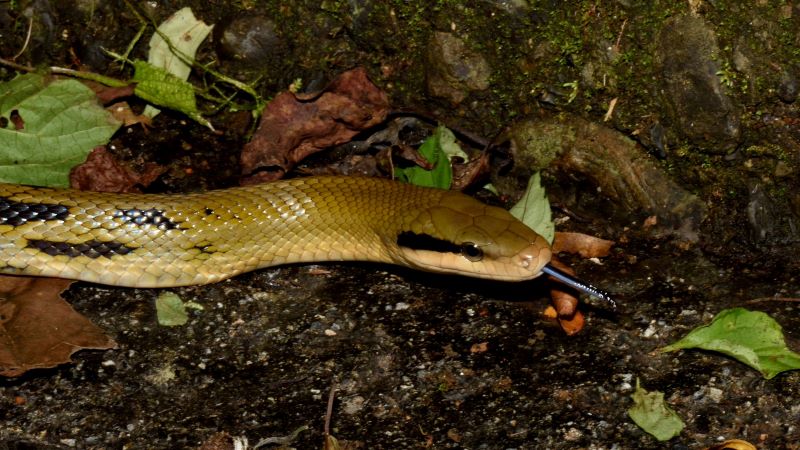 生態保育新里程 新北首度人工孵化黑眉錦蛇成功野放