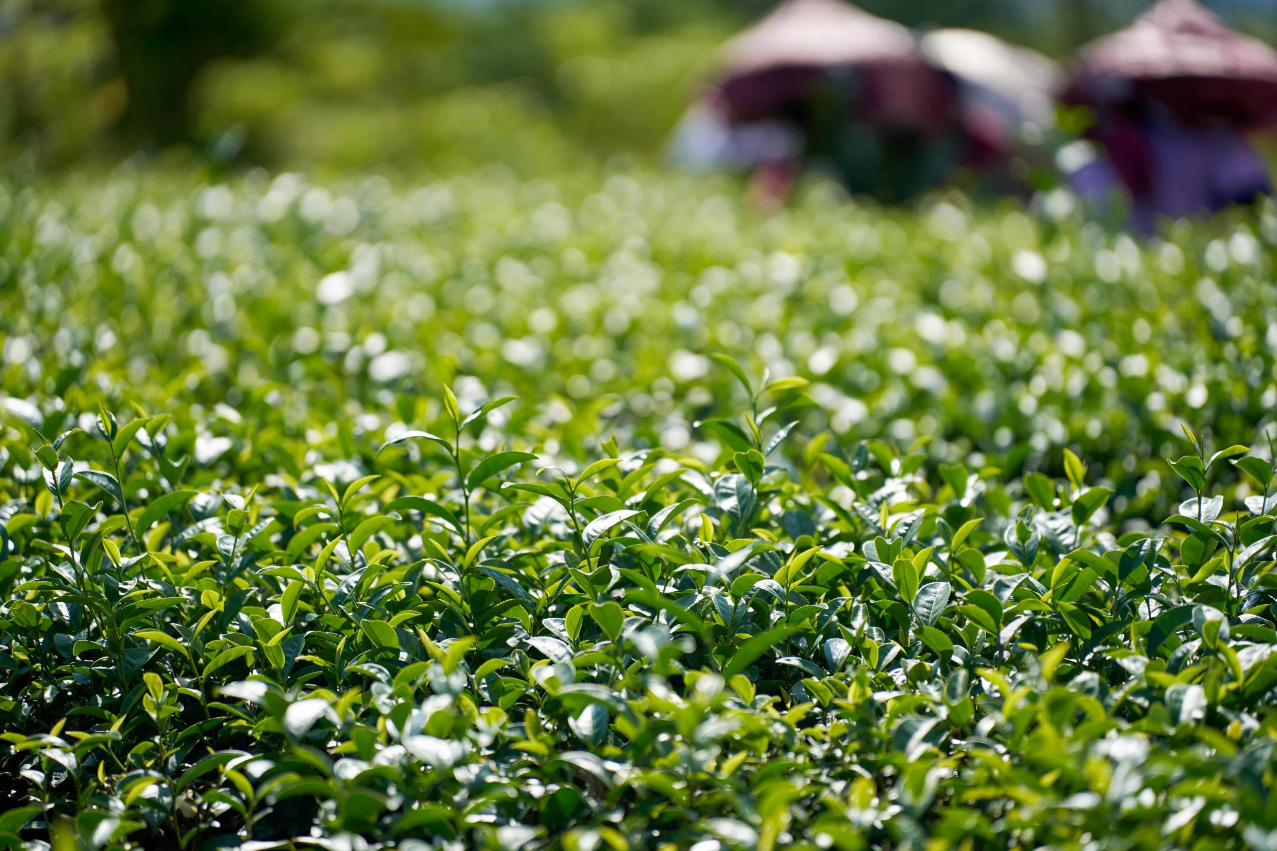 漫漫山海、慢村臺東　2025國際食品展透過視覺、味覺與故事交織邀您在城市中品味臺東慢生活