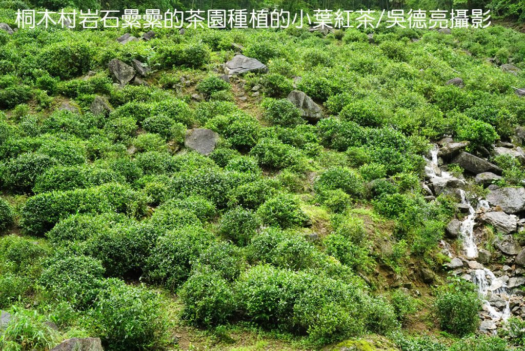 世界紅茶發源地-武夷山星村鎮桐木村 世界紅茶發源地-武夷山星村鎮桐木村