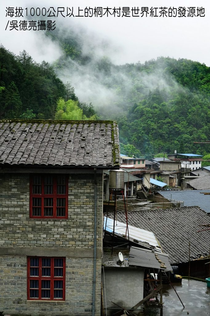 世界紅茶發源地-武夷山星村鎮桐木村 世界紅茶發源地-武夷山星村鎮桐木村