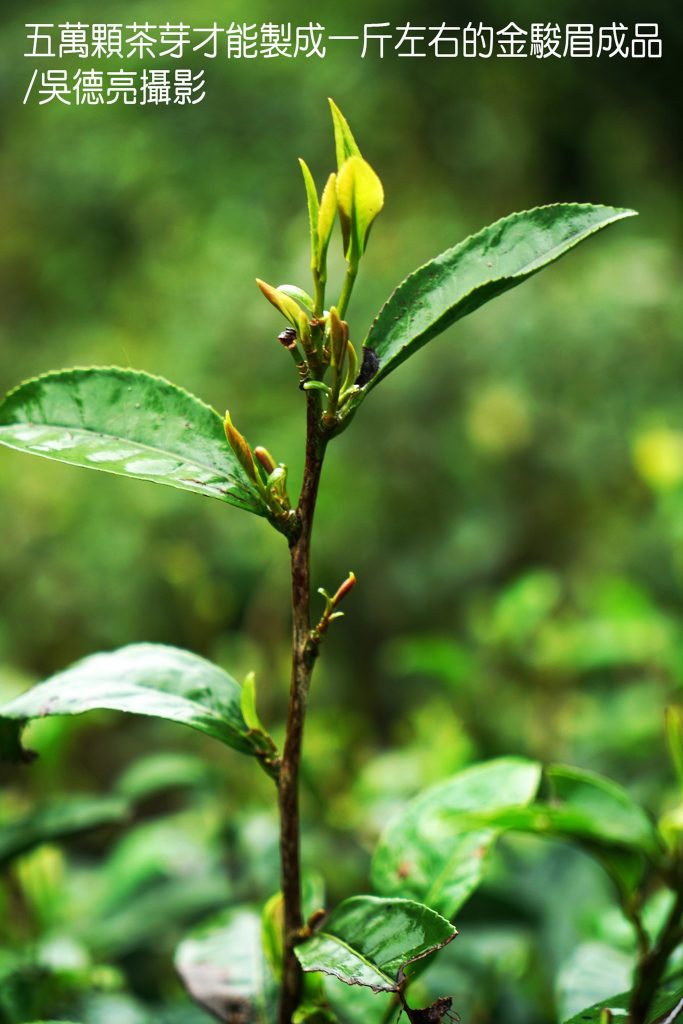 世界紅茶發源地-武夷山星村鎮桐木村 世界紅茶發源地-武夷山星村鎮桐木村