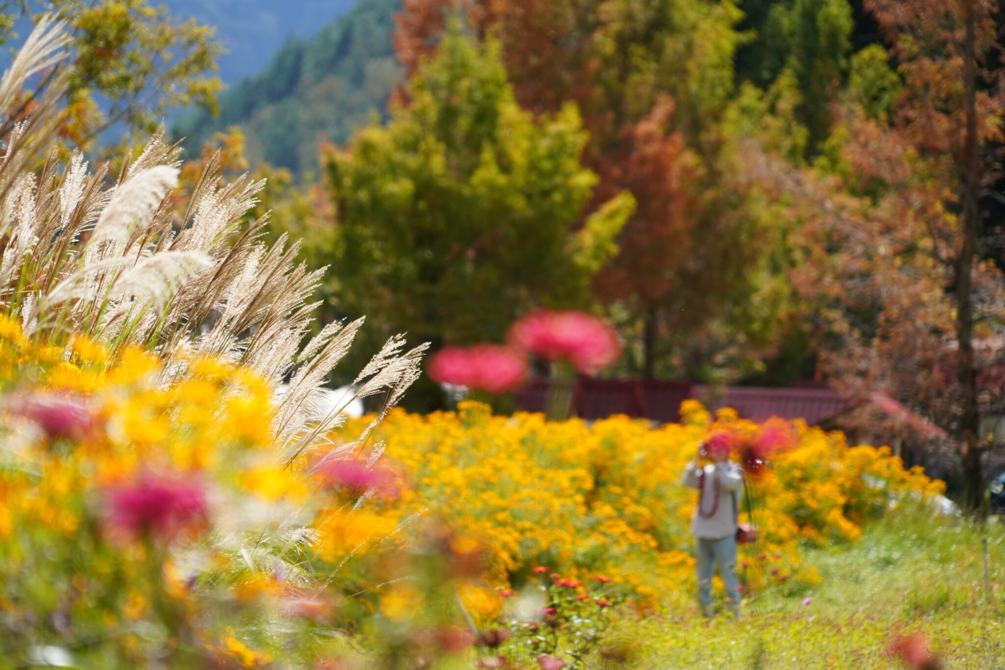 亮點台中再添光彩 秋冬走訪山城人文與自然風光 亮點台中再添光彩 秋冬走訪山城人文與自然風光