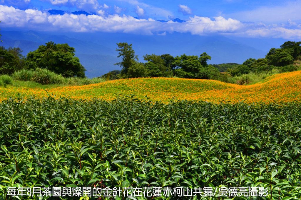 茶香與金針花在東台灣小瑞士共舞 茶香與金針花在東台灣小瑞士共舞