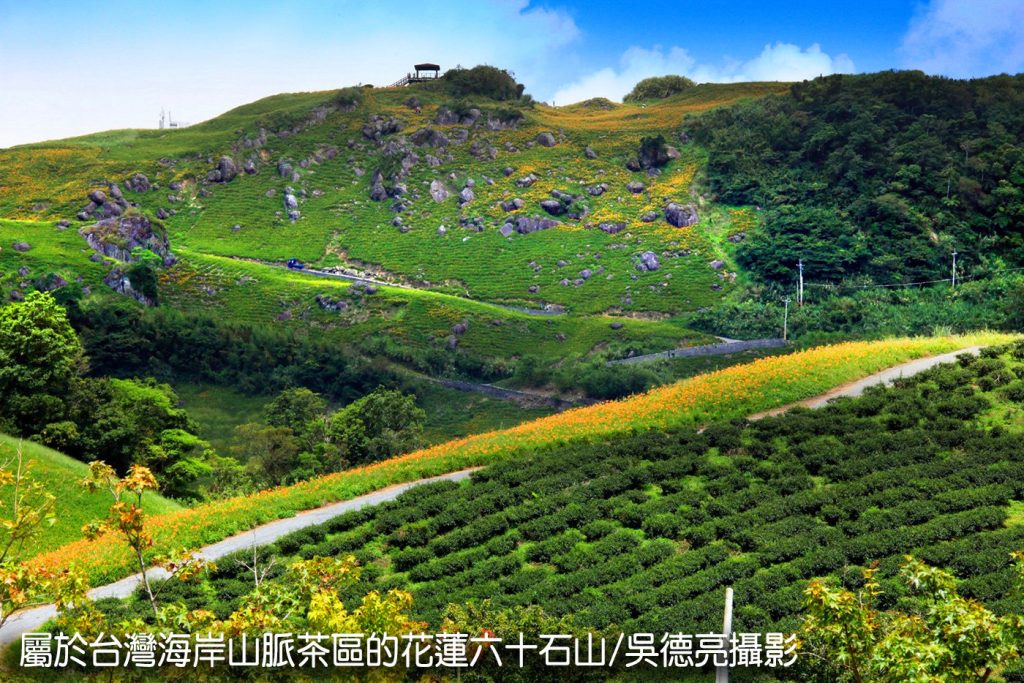 茶香與金針花在東台灣小瑞士共舞 茶香與金針花在東台灣小瑞士共舞