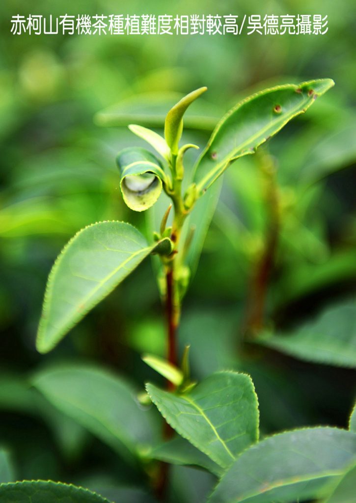 茶香與金針花在東台灣小瑞士共舞 茶香與金針花在東台灣小瑞士共舞
