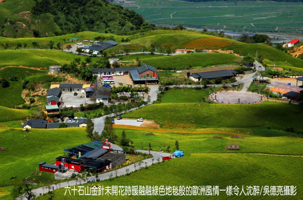 茶香與金針花在東台灣小瑞士共舞 茶香與金針花在東台灣小瑞士共舞