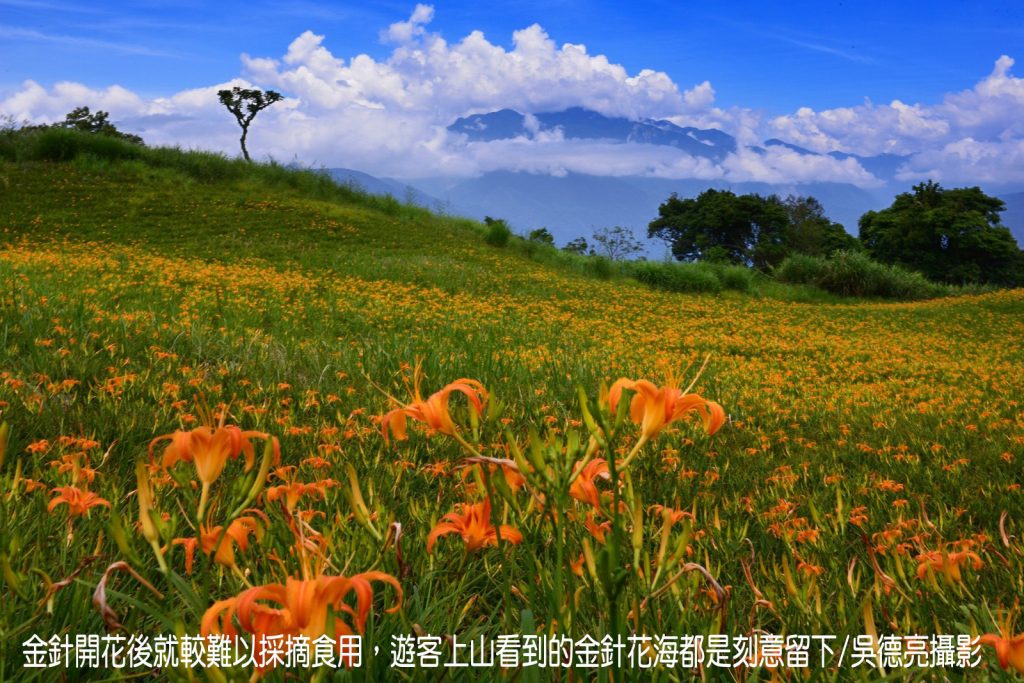 茶香與金針花在東台灣小瑞士共舞 茶香與金針花在東台灣小瑞士共舞