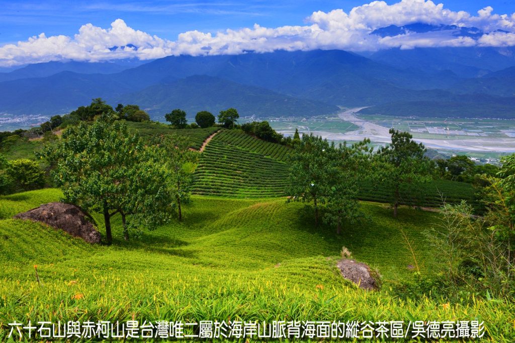 茶香與金針花在東台灣小瑞士共舞 茶香與金針花在東台灣小瑞士共舞