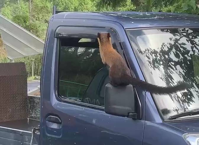 小貨車副駕駛座車窗沒關好　大膽黃喉貂侵入覓食萌樣笑翻一堆人