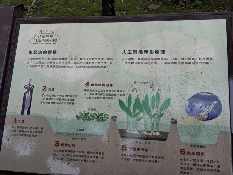 桃園綠色秘境八德埤塘生態公園　鴨群漫游夜鷺候鳥棲息親子遊首選