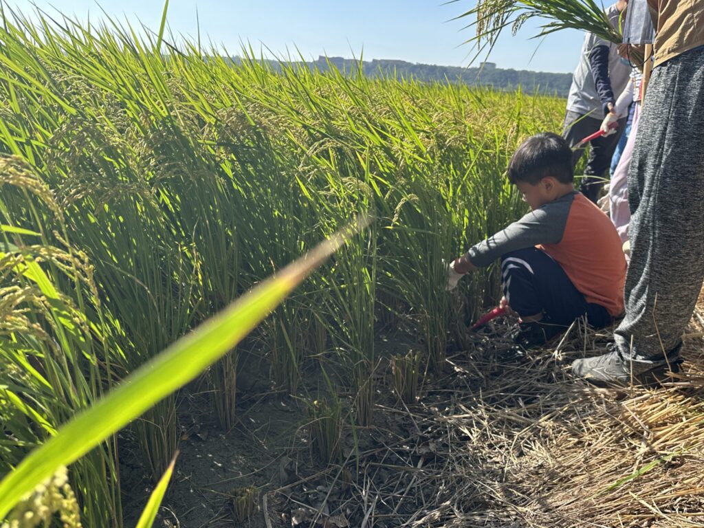 忘憂谷飄稻香 中市食農體驗樂營 感受土地生命力 忘憂谷飄稻香 中市食農體驗樂營 感受土地生命力