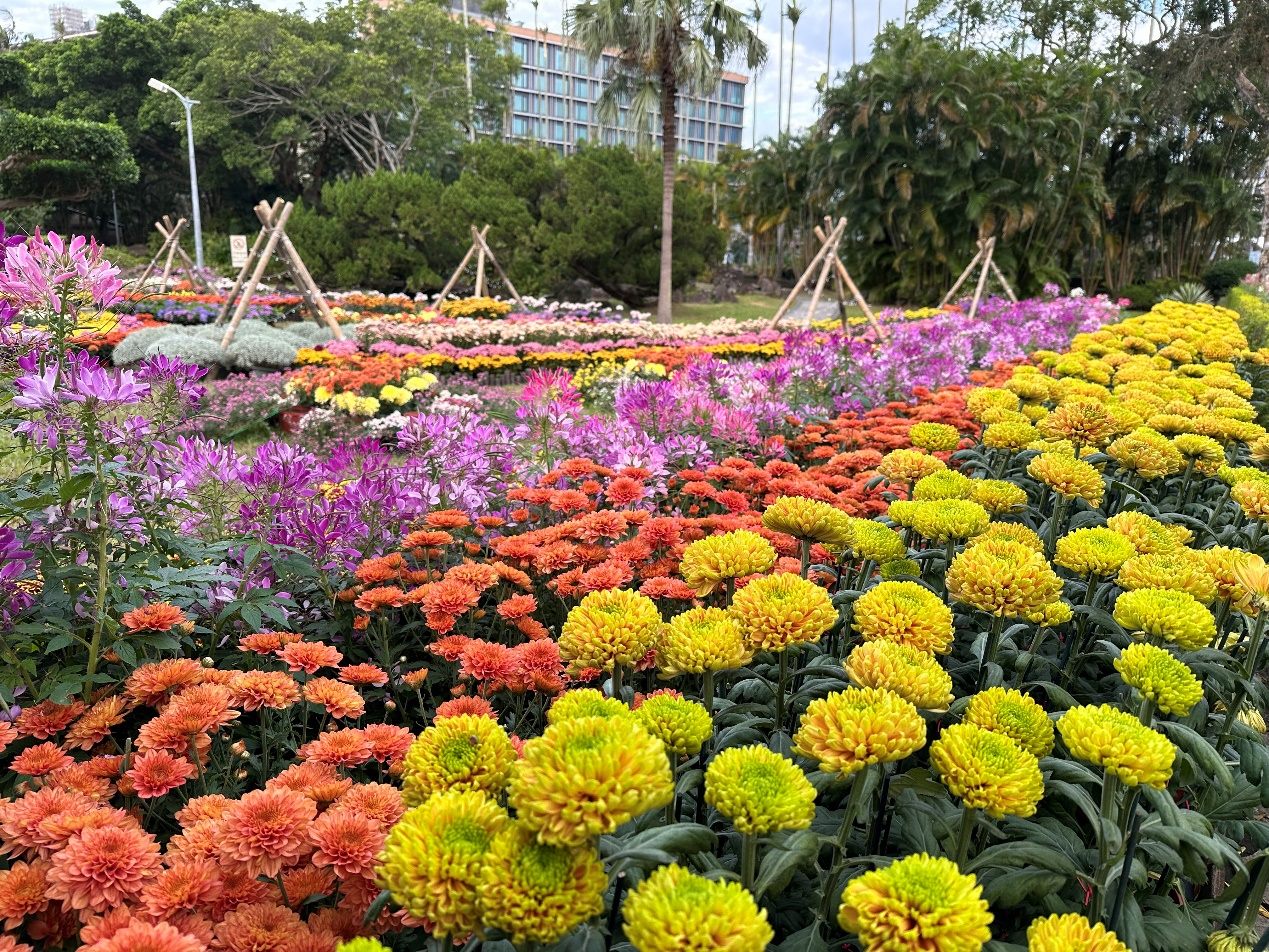 秋意正濃!士林官邸菊展11月登場 徜徉15大主題展區 秋意正濃!士林官邸菊展11月登場 徜徉15大主題展區