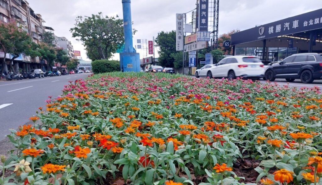 開車行路好心情　百日草點亮台北分隔島