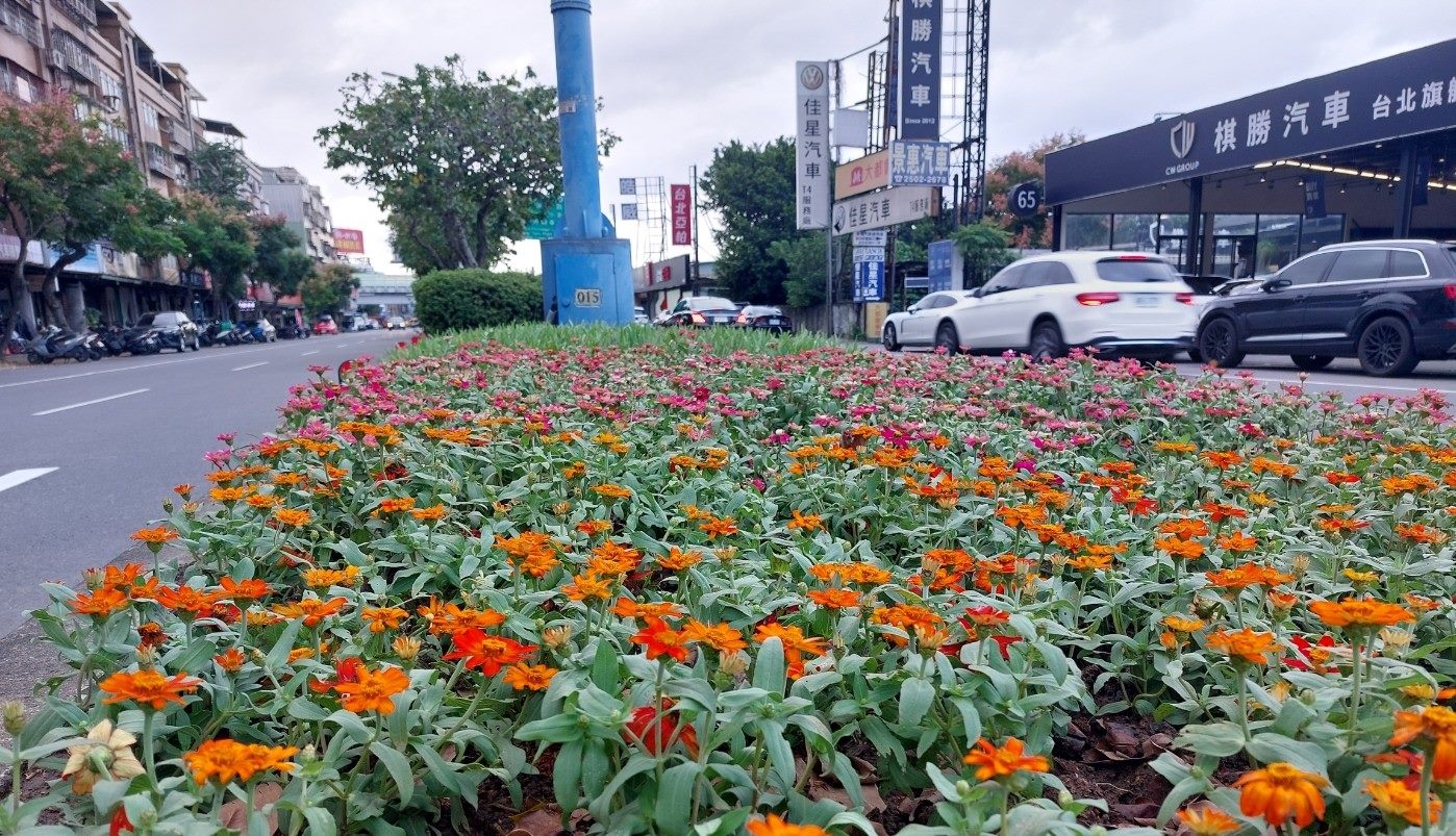 開車行路好心情　百日草點亮台北分隔島