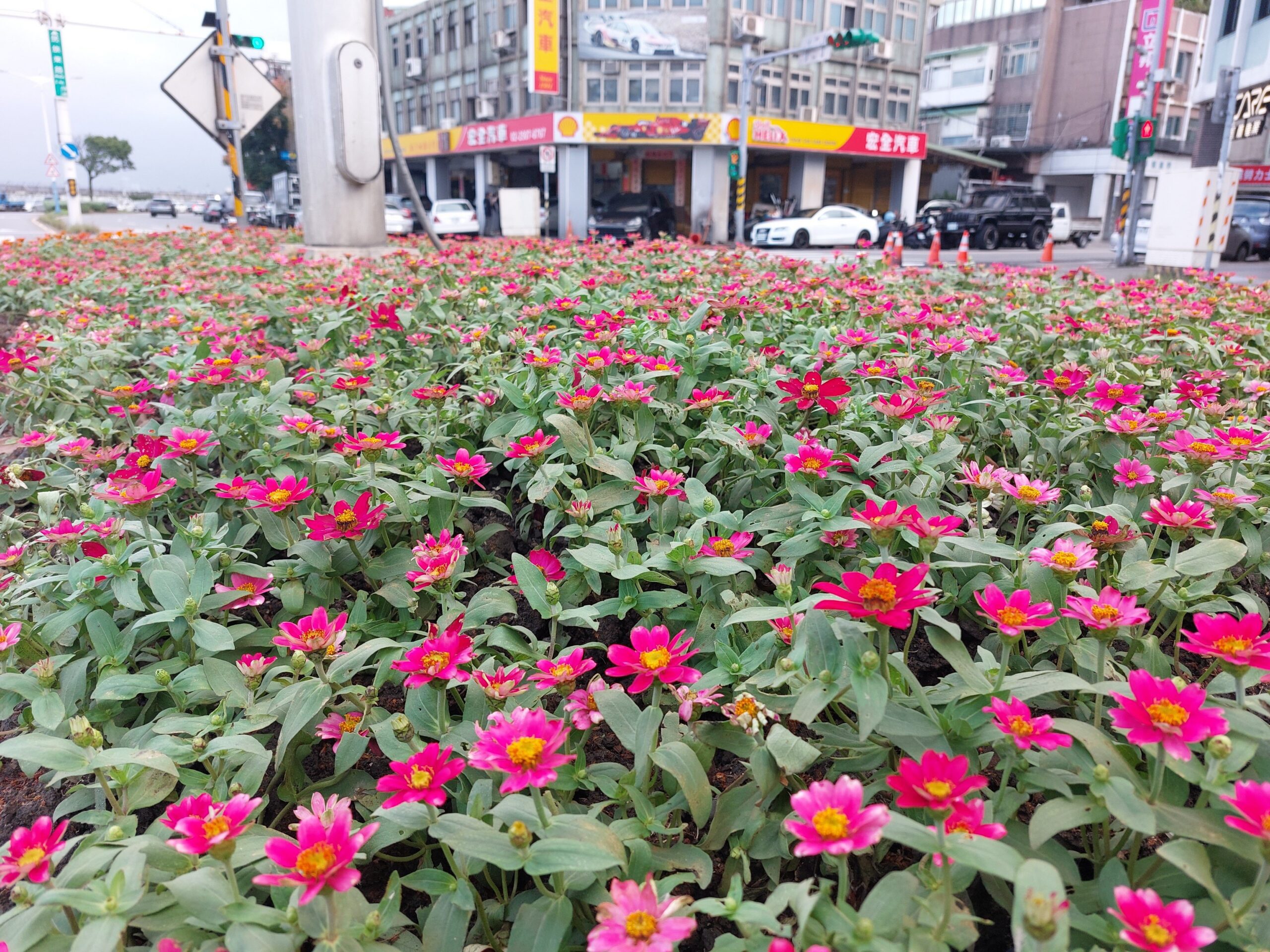 開車行路好心情　百日草點亮台北分隔島