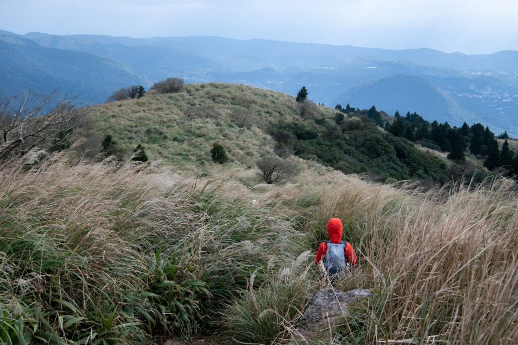 陽明山芒草季登場　沿著「臺北大縱走」漫遊金色山林