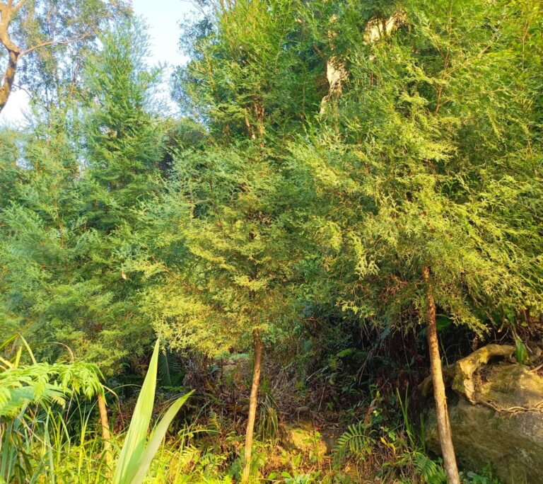 植林減碳　北市撫育森林增進碳吸存