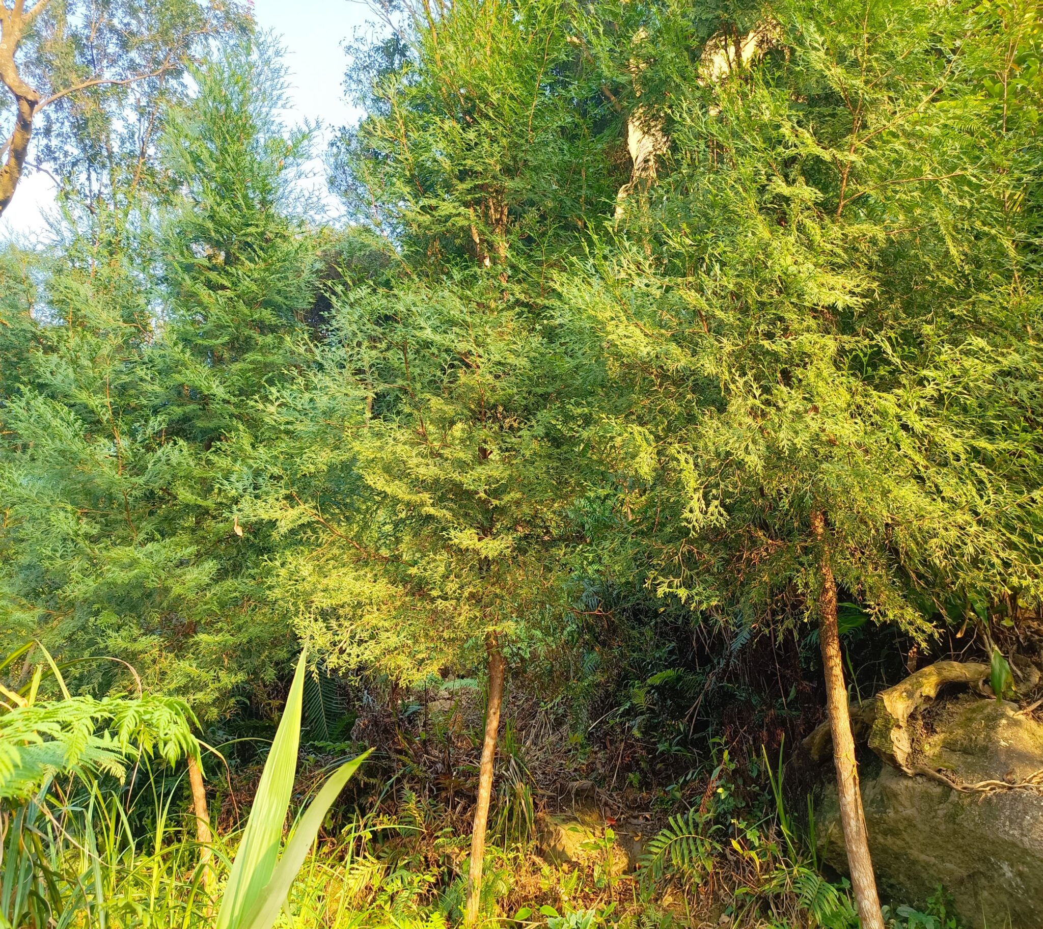 植林減碳 北市撫育森林增進碳吸存 植林減碳 北市撫育森林增進碳吸存