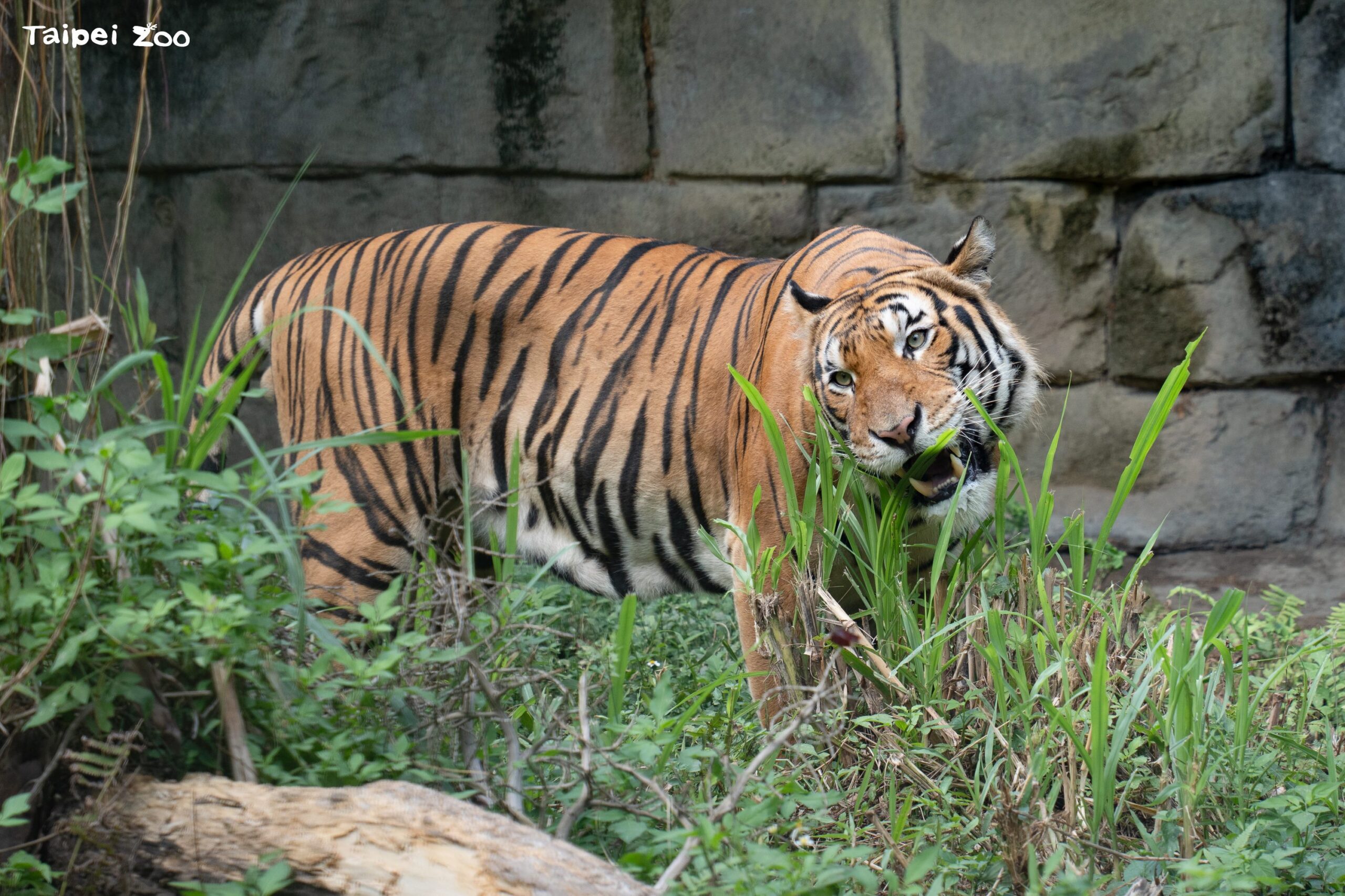 北市動物園新嬌客!新加坡馬來虎「Arhaa」檢疫期滿 熱帶雨林區亮相 北市動物園新嬌客!新加坡馬來虎「Arhaa」檢疫期滿 熱帶雨林區亮相