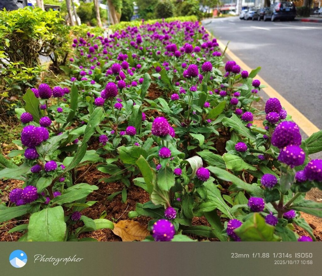 小名圓仔花　千日紅遠觀近看兩相宜