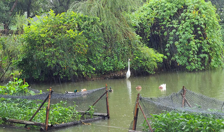 八德埤塘展現濕地生態魅力 自然教育體驗走入城市珍貴生態寶庫 八德埤塘展現濕地生態魅力 自然教育體驗走入城市珍貴生態寶庫