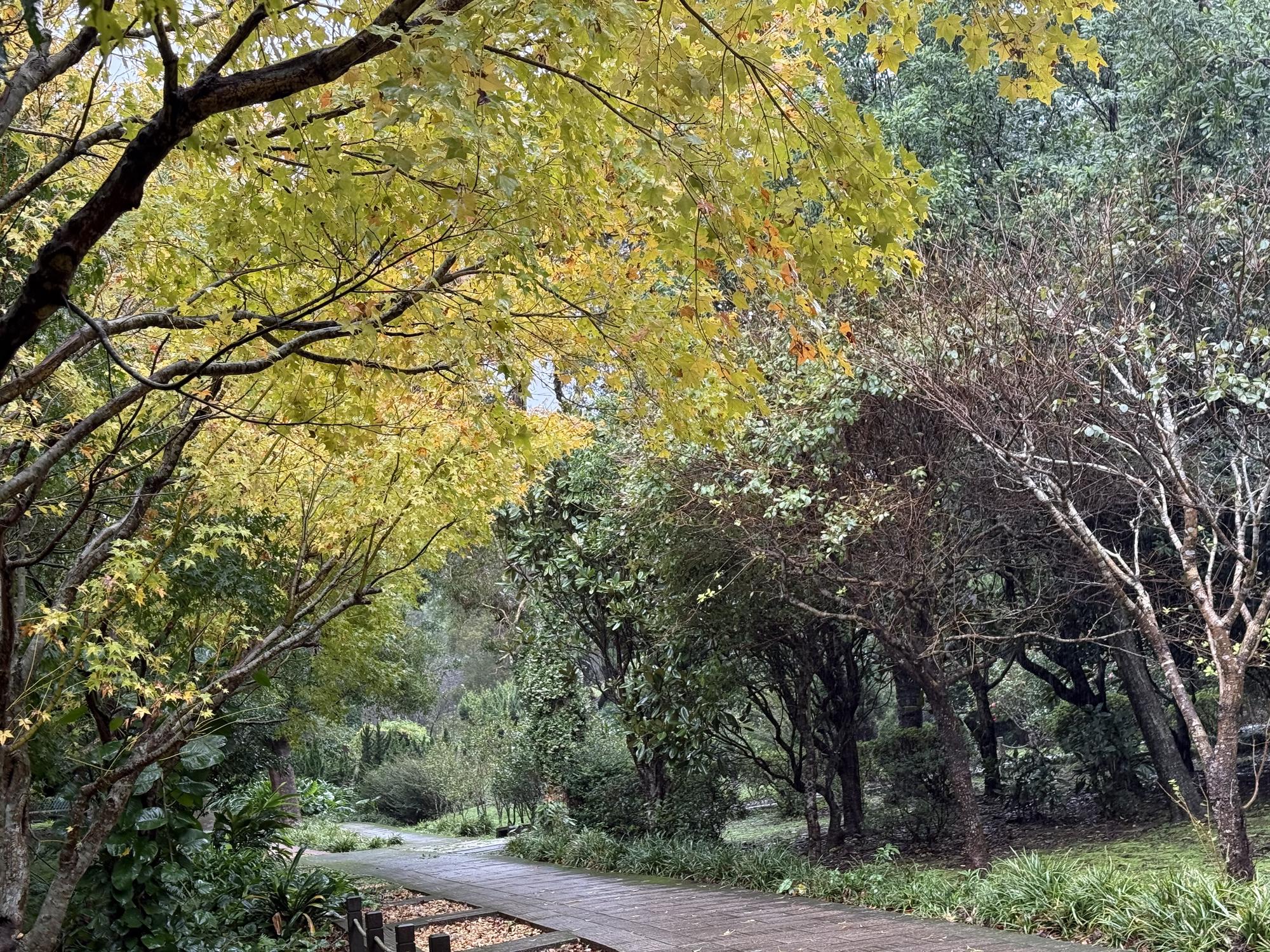 賞楓・觀銀杏・看茶梅 陽明山秘境報你知 賞楓・觀銀杏・看茶梅 陽明山秘境報你知