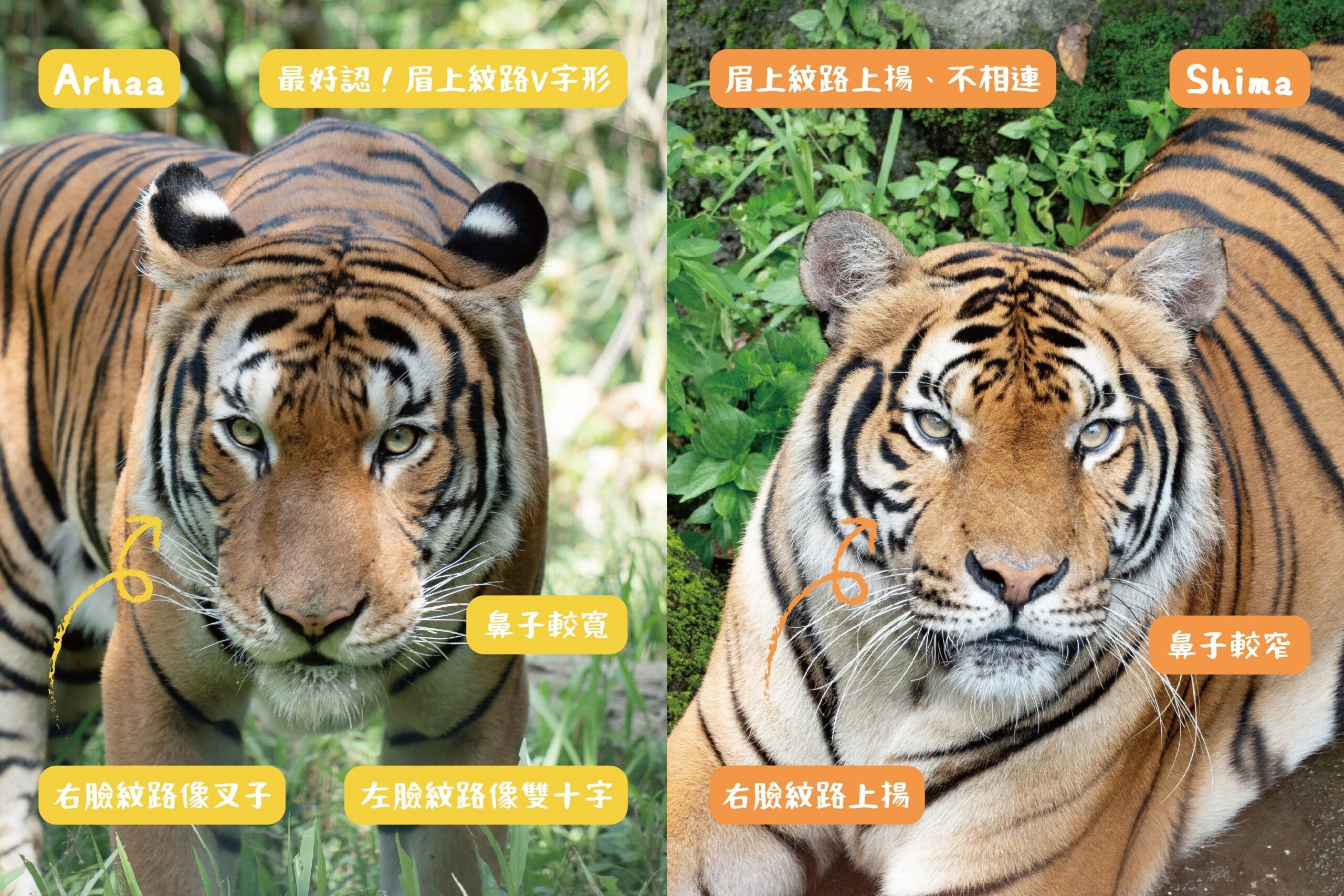 北市動物園新嬌客!新加坡馬來虎「Arhaa」檢疫期滿 熱帶雨林區亮相 北市動物園新嬌客!新加坡馬來虎「Arhaa」檢疫期滿 熱帶雨林區亮相