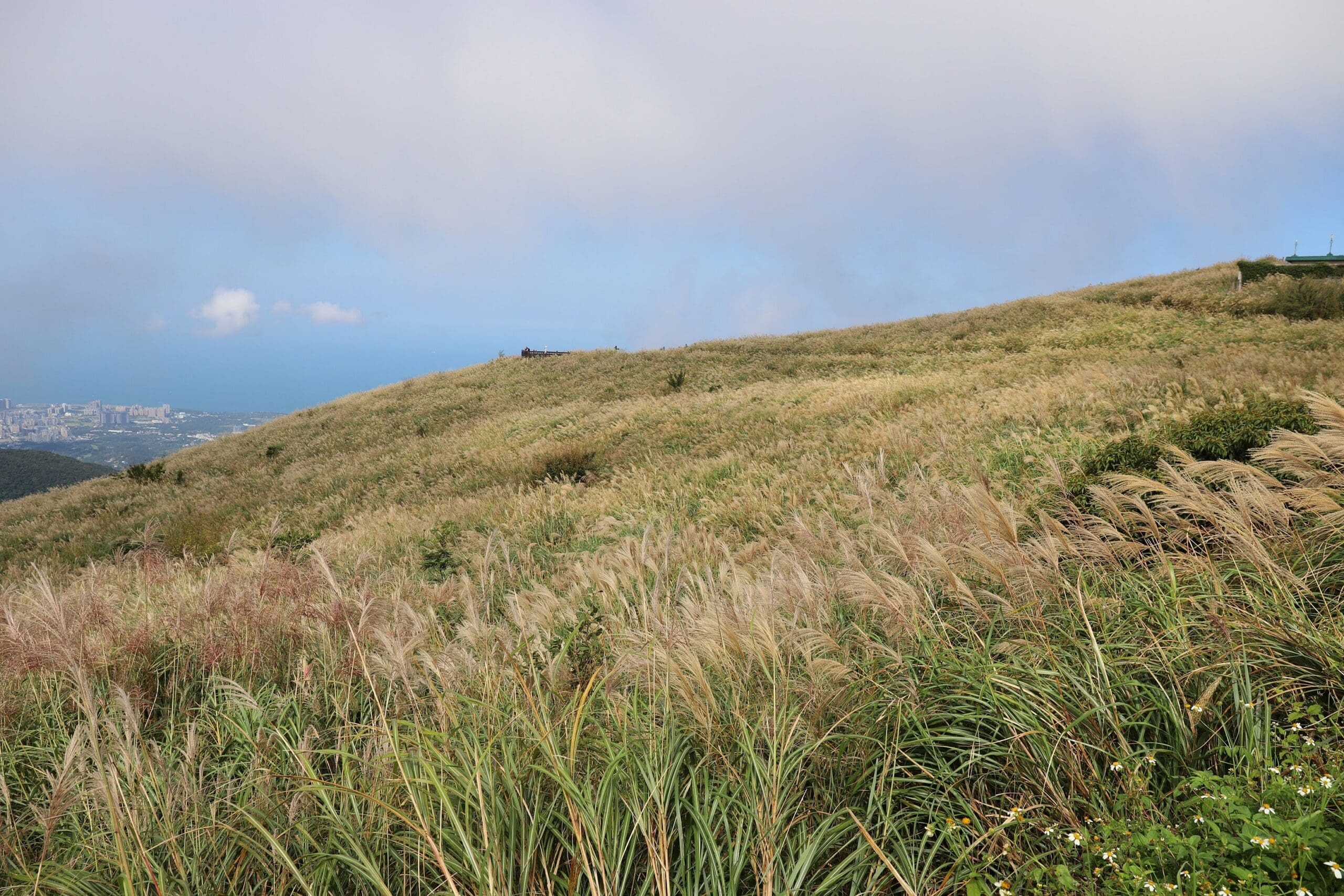 陽明山芒草季登場　沿著「臺北大縱走」漫遊金色山林