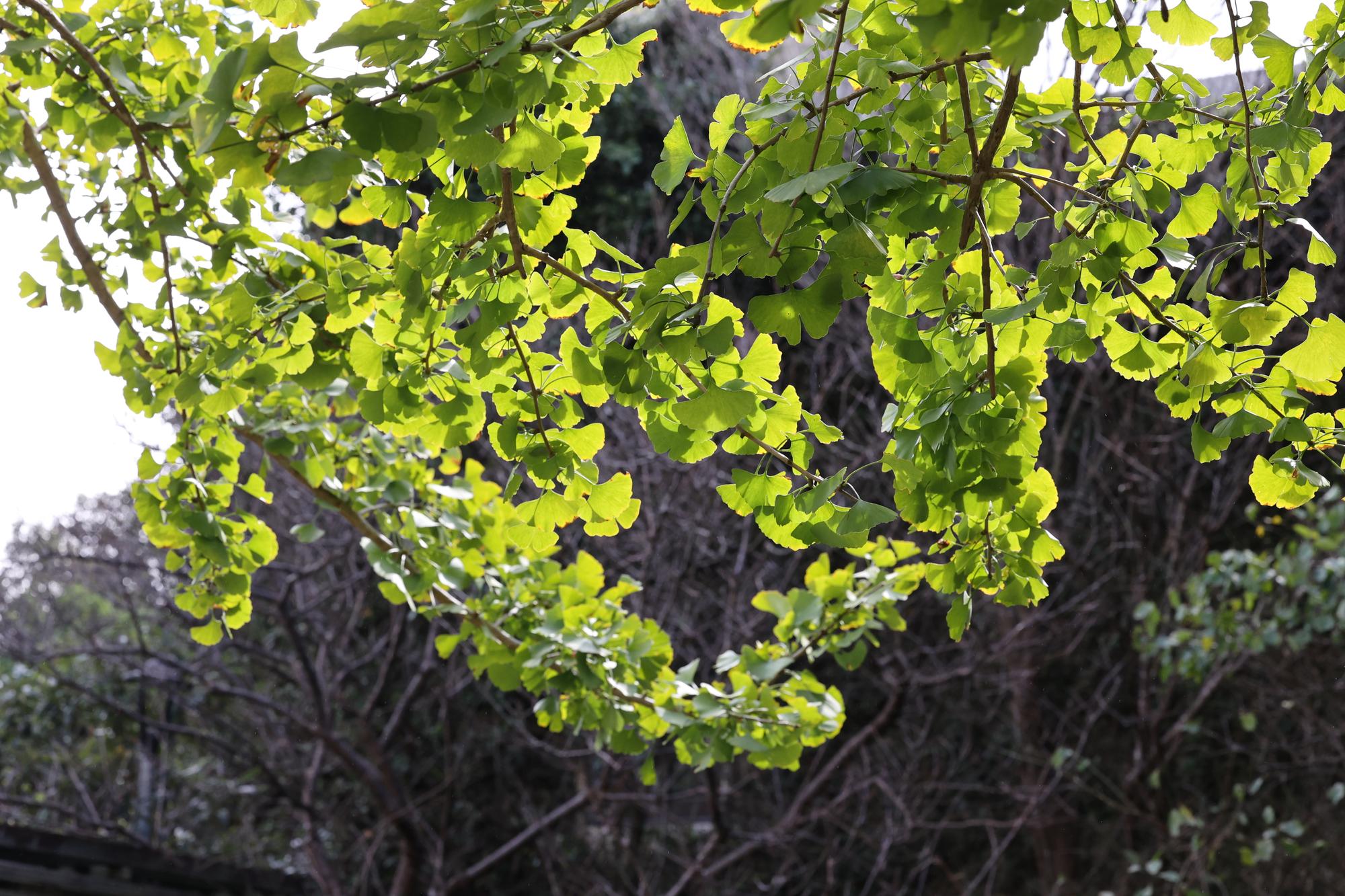 賞楓・觀銀杏・看茶梅 陽明山秘境報你知 賞楓・觀銀杏・看茶梅 陽明山秘境報你知