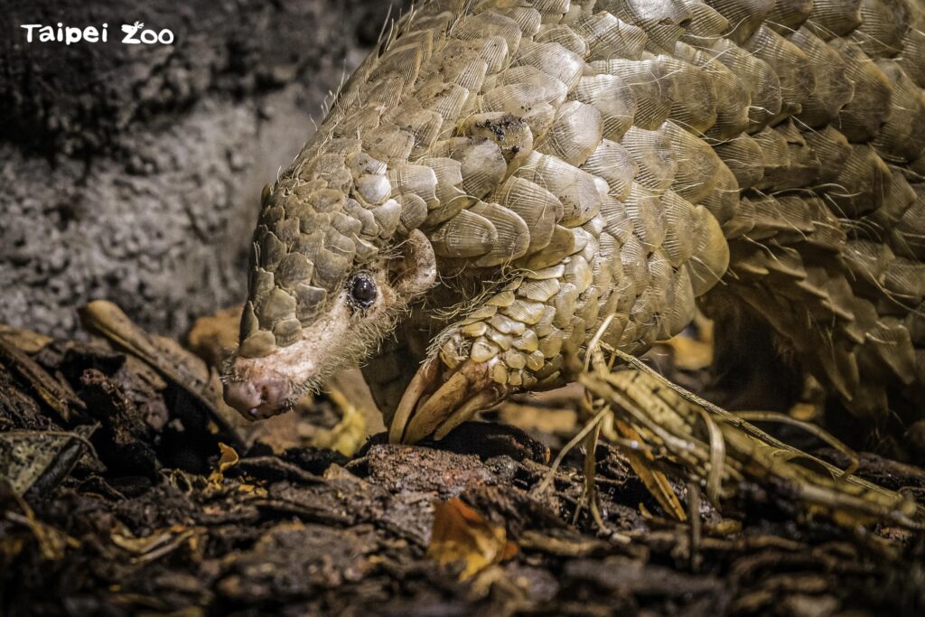 穿山甲「潤喉糖」離世　布拉格與臺北動物園同表不捨