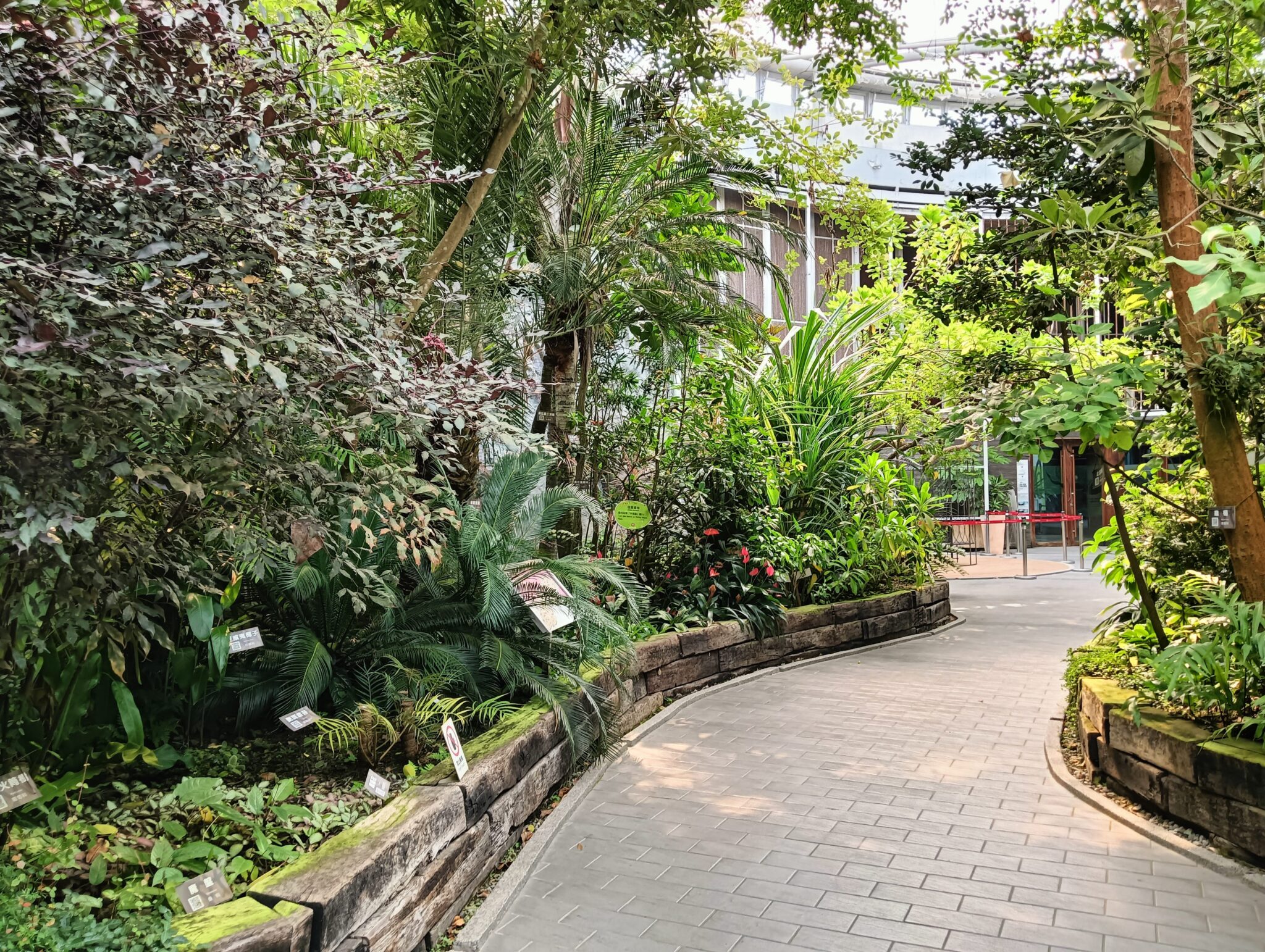 等你來挖寶!臺北典藏植物園降真香結實纍纍 等你來挖寶!臺北典藏植物園降真香結實纍纍