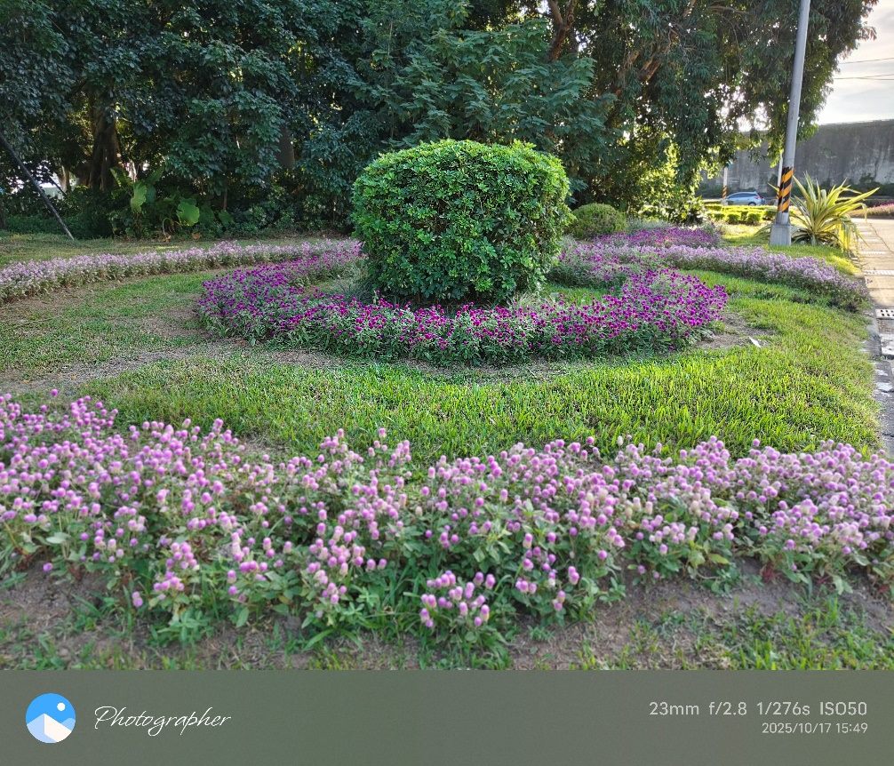 小名圓仔花　千日紅遠觀近看兩相宜