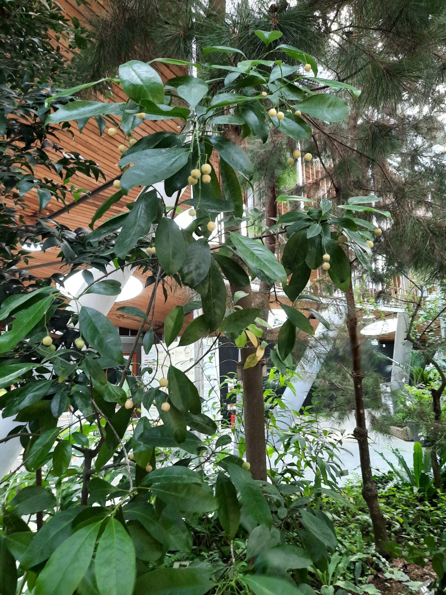 等你來挖寶!臺北典藏植物園降真香結實纍纍 等你來挖寶!臺北典藏植物園降真香結實纍纍