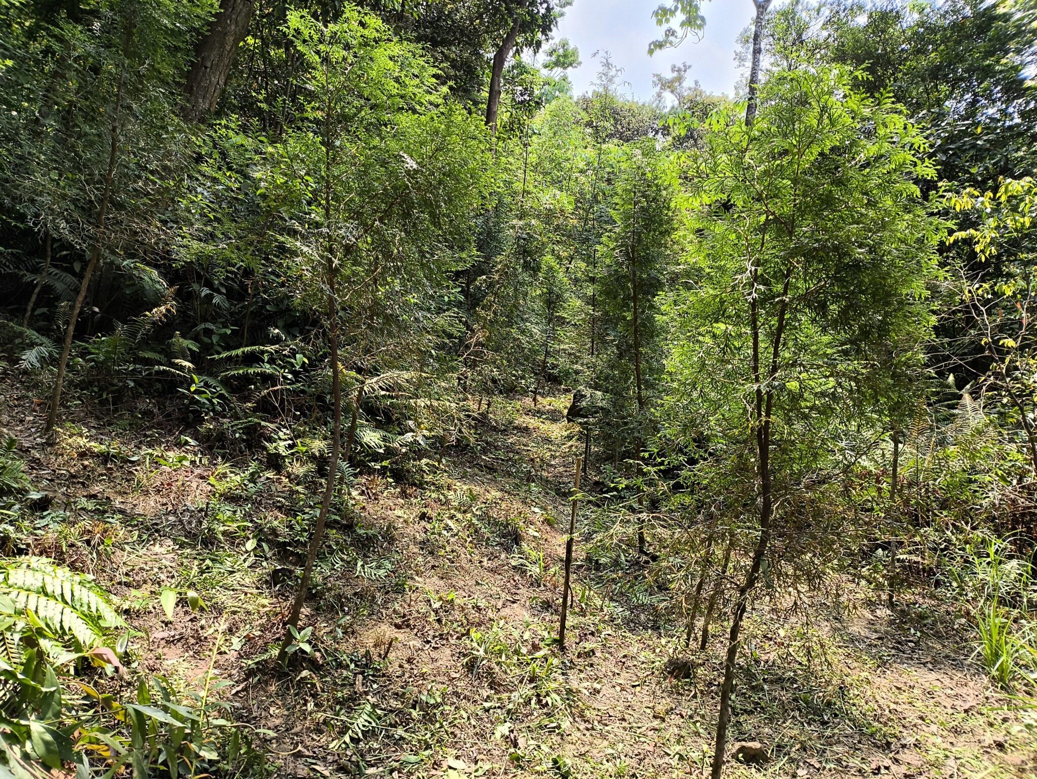 植林減碳 北市撫育森林增進碳吸存 植林減碳 北市撫育森林增進碳吸存