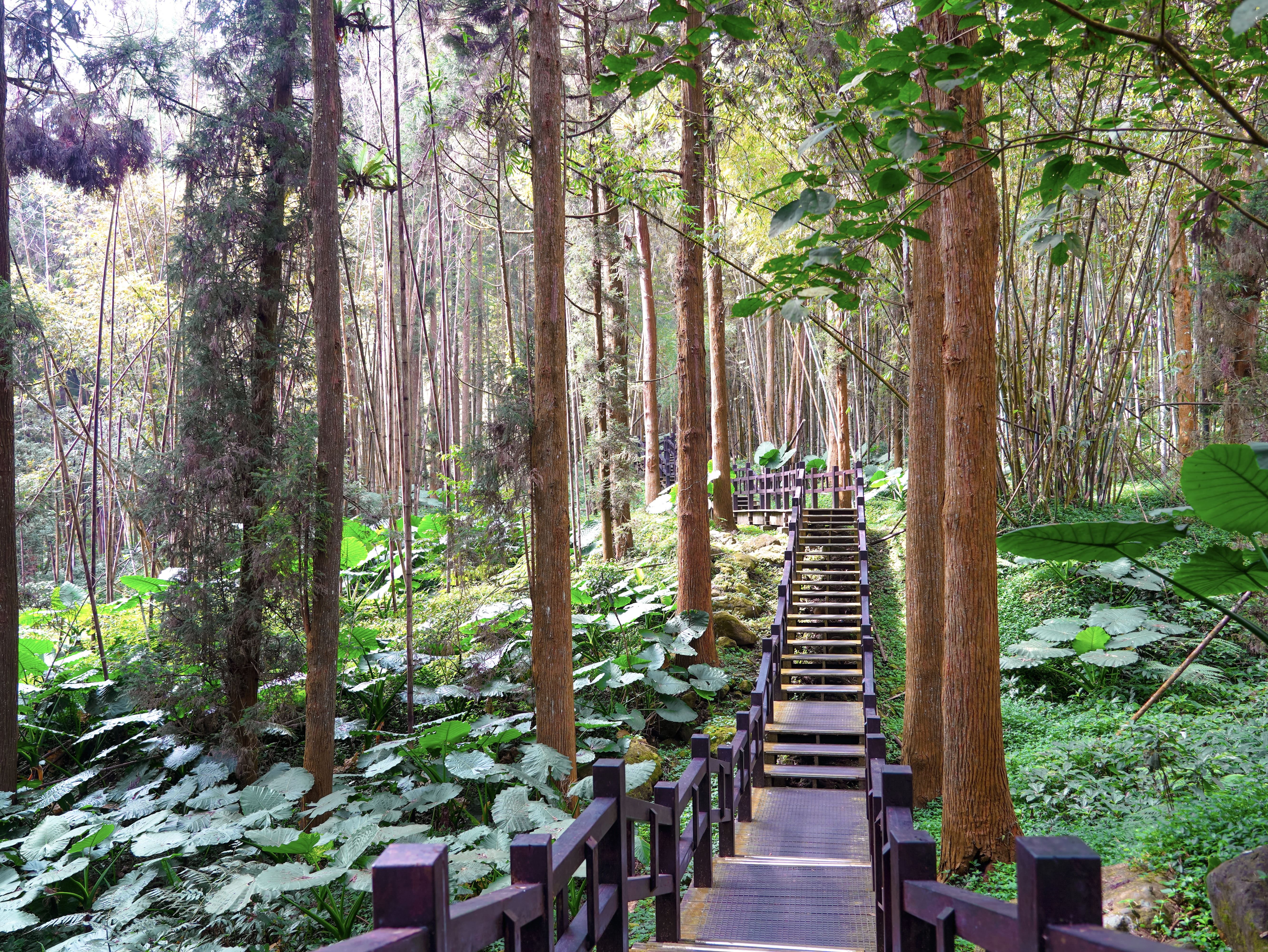 交通部「觀光亮點獎」評選結果出爐　嘉義縣4大景點獲獎