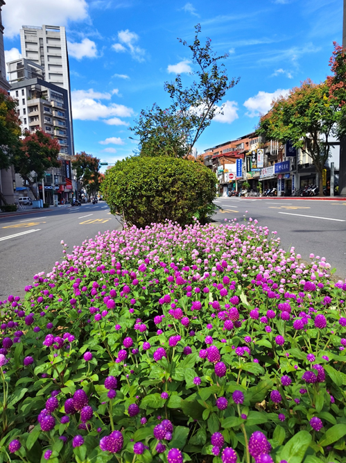 小名圓仔花　千日紅遠觀近看兩相宜