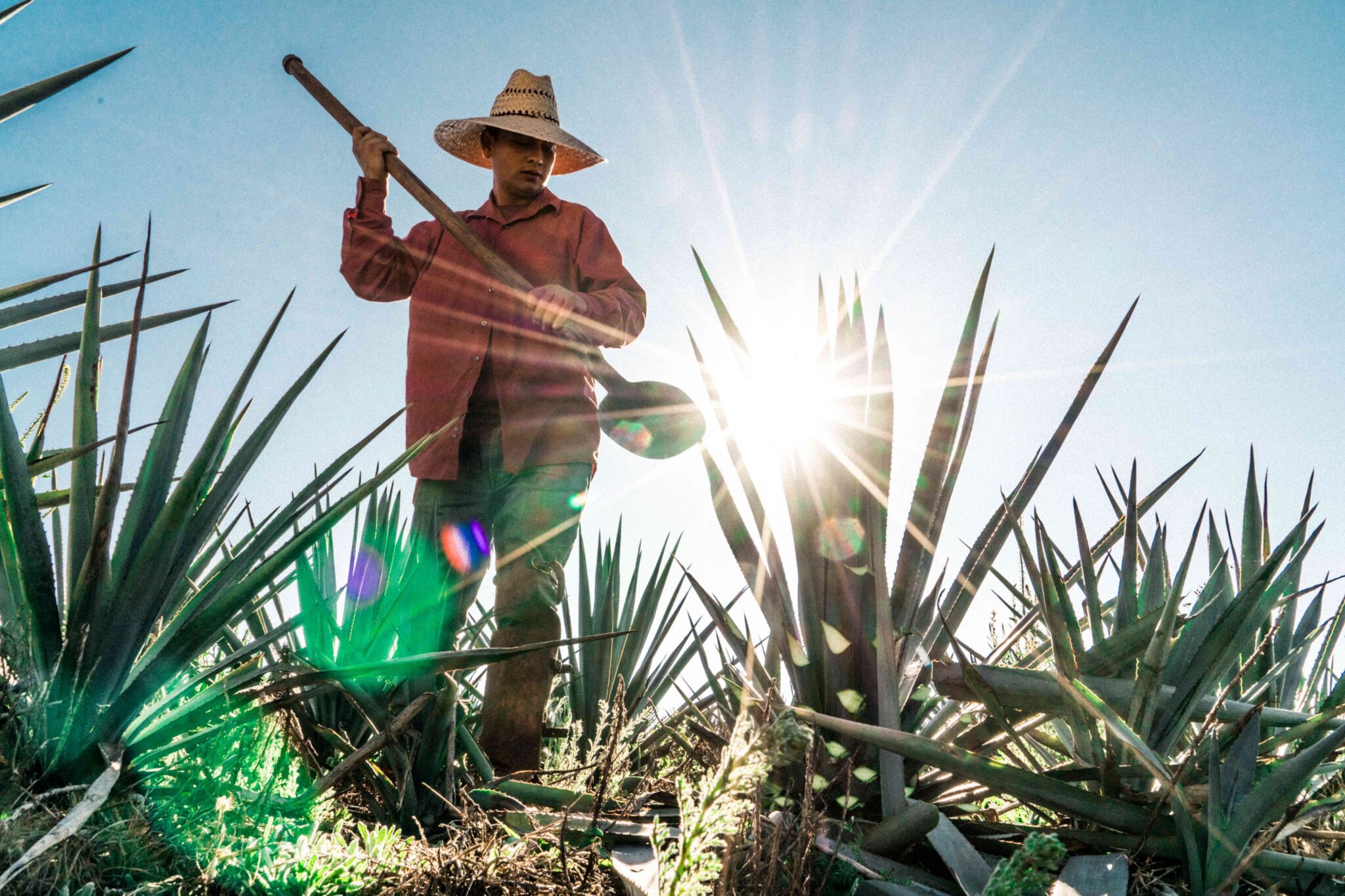 百年酒魂登台！Viva México 龍舌蘭掀起台墨文化魅力