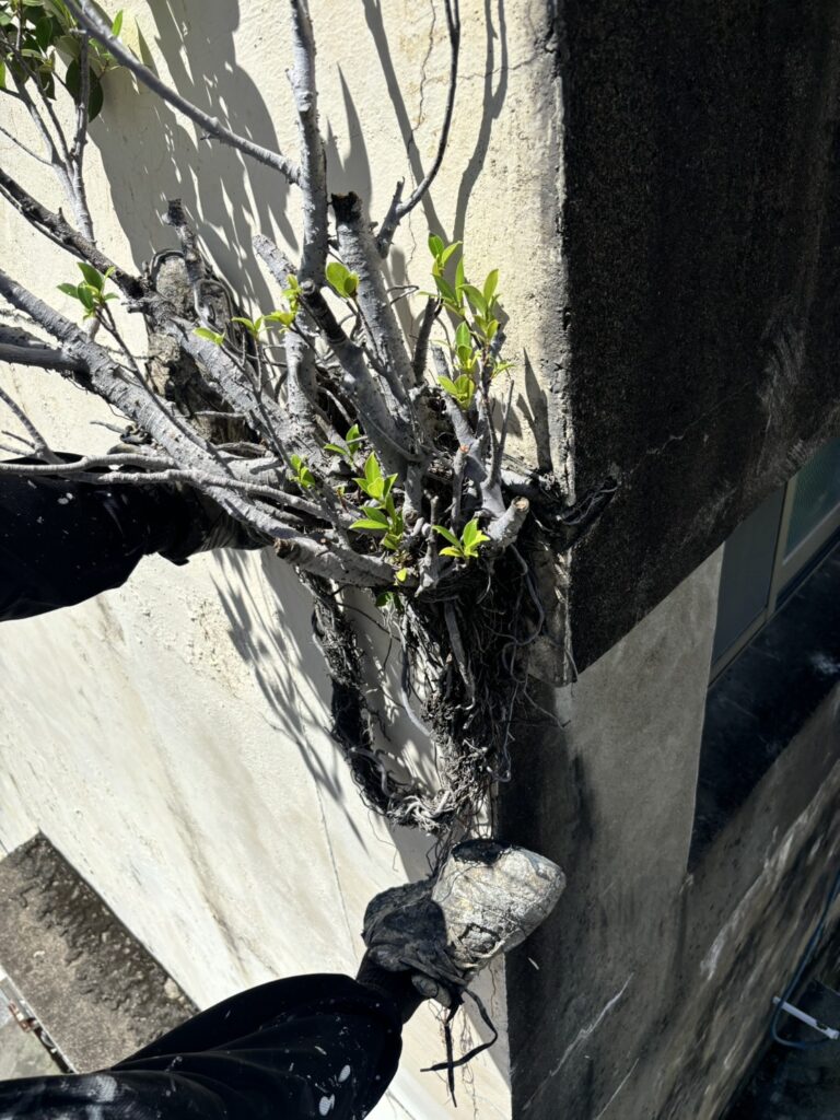 外牆除樹後又長出來了？如何預防及長期保護？