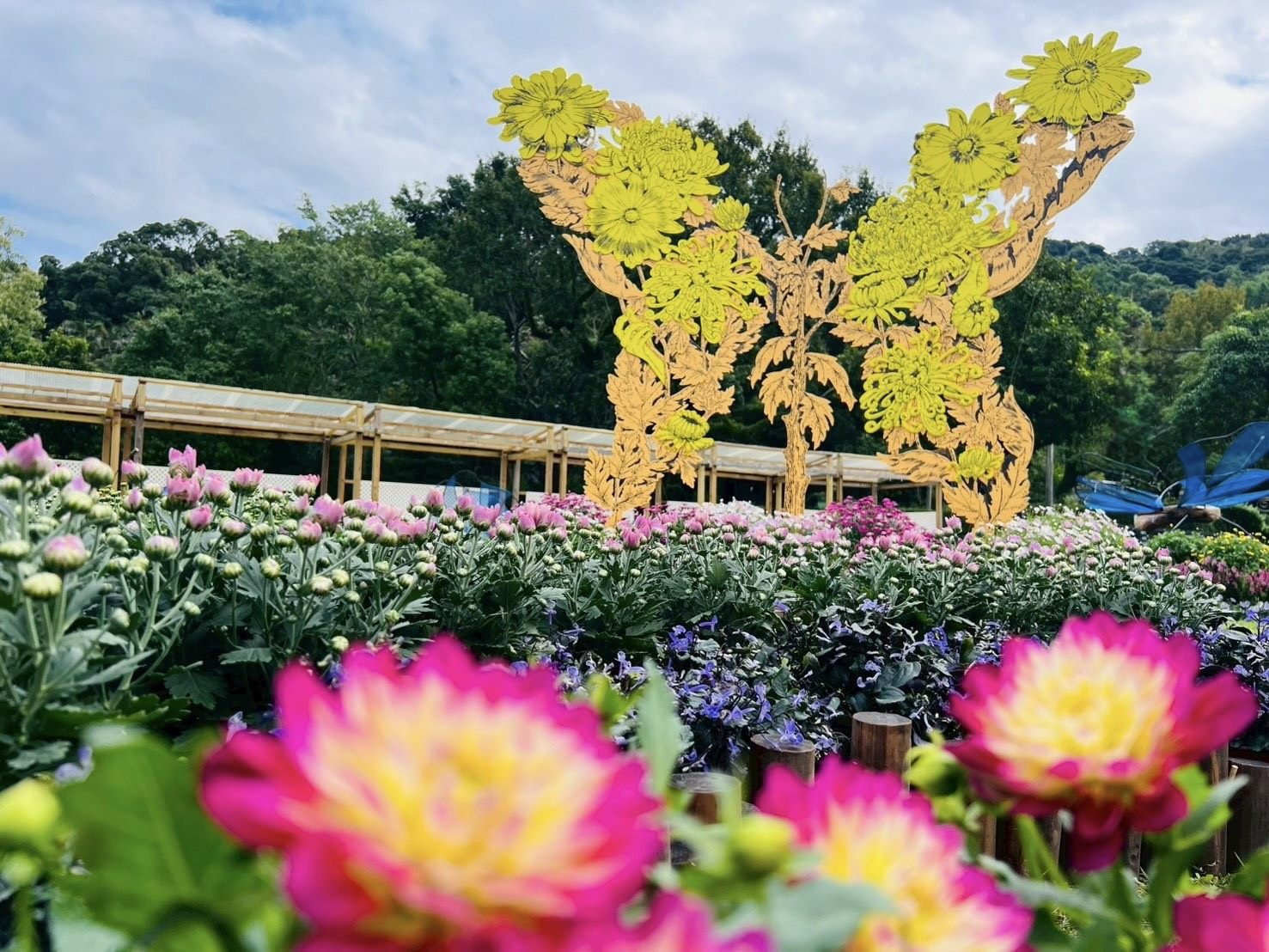 士林官邸菊展最佳賞花期 12 月上旬　攝影與短影音募集同步開跑