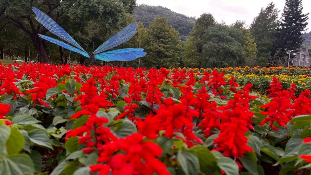 士林官邸菊展最佳賞花期 12 月上旬　攝影與短影音募集同步開跑