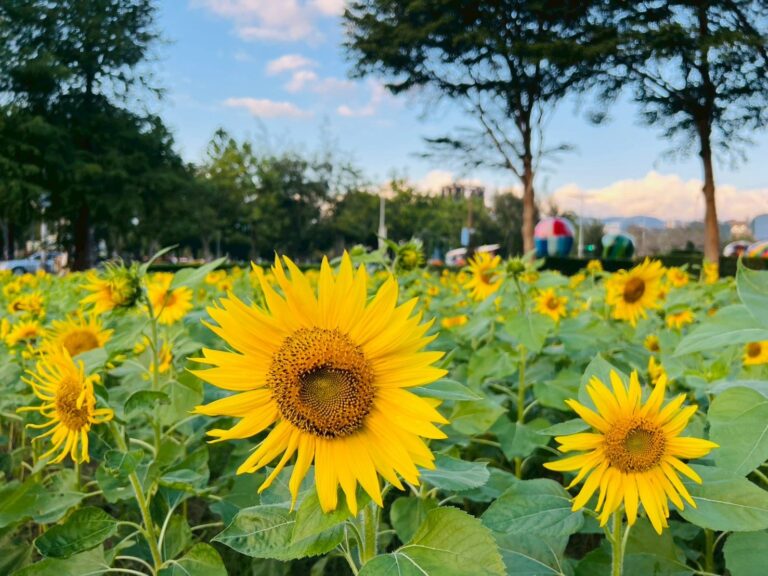 士林官邸菊展最佳賞花期 12 月上旬　攝影與短影音募集同步開跑