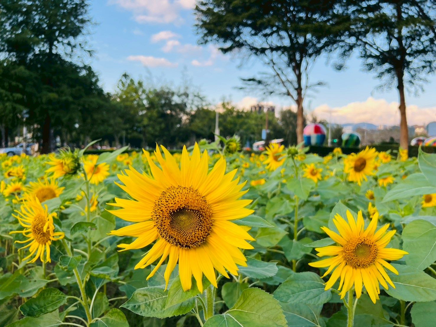 士林官邸菊展最佳賞花期 12 月上旬　攝影與短影音募集同步開跑