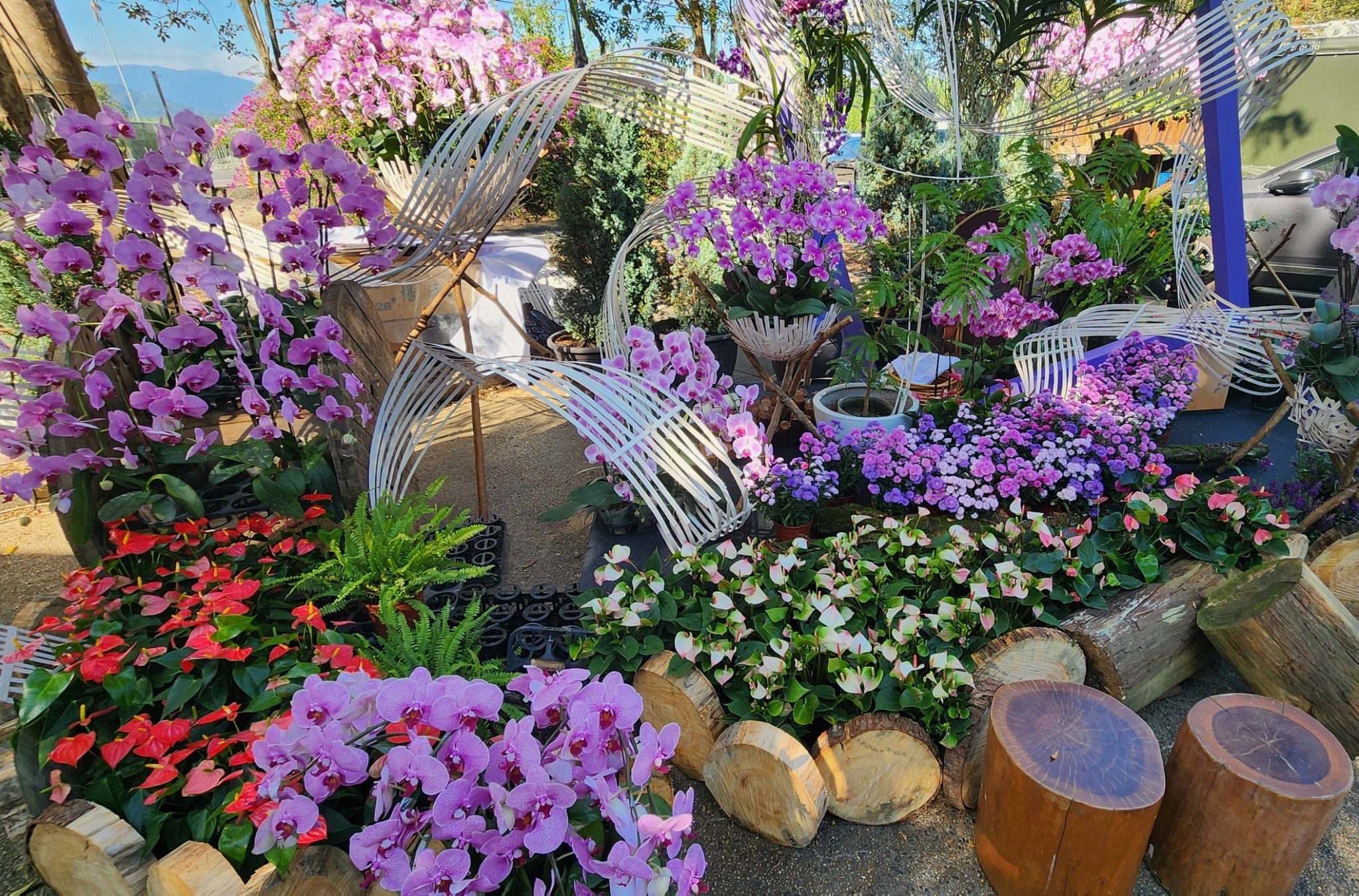 2025埔里花卉展暨南投花卉嘉年華　11/22繽紛登場！